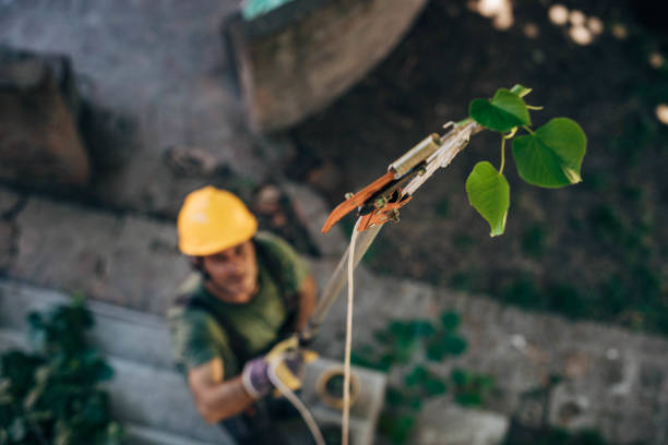 Best Stump Grinding and Removal  in Ballard, UT